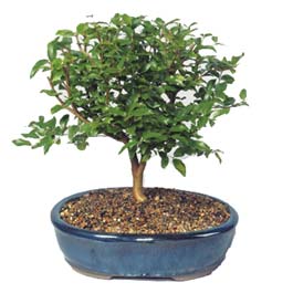  Ankara 14 �ubat �i�ek�i ma�azas�  ithal bonsai saksi �i�egi  Ankara 14 �ubat online �i�ek�i , �i�ek sipari�i 