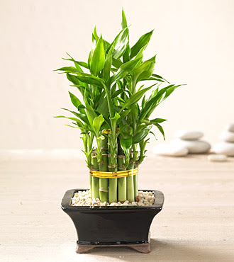 Lucky Bamboo saksi �i�egi  Ankara 14 �ubat internetten �i�ek sat��� 