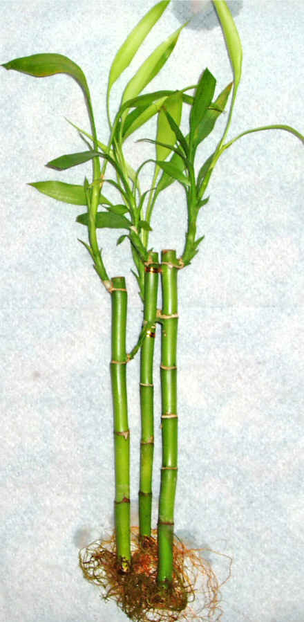Lucky Bamboo 3 adet vazo hediye edilir   Ankara 14 �ubat cicek , cicekci 