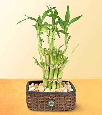 Lucky Bamboo  saksi �i�egi  Ankara 14 �ubat online �i�ek g�nderme sipari� 