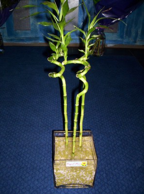 Lucky Bamboo 3 adet saksi �i�egi  Ankara 14 �ubat cicekciler , cicek siparisi 
