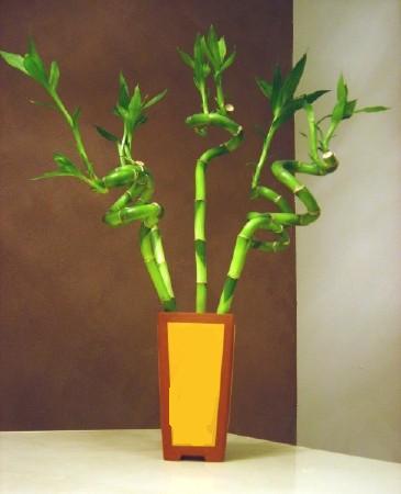 Lucky Bamboo 5 adet vazo i�erisinde  Ankara 14 �ubat internetten �i�ek sat��� 
