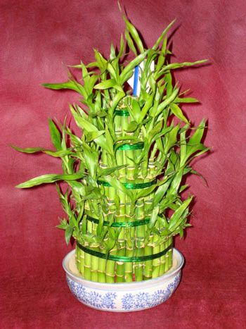 Lucky Bamboo sans melegi �i�egi  Ankara 14 �ubat �i�ek sipari�i sitesi 