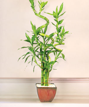Lucky Bamboo sans melegi �i�egi  Ankara 14 �ubat online �i�ek g�nderme sipari� 