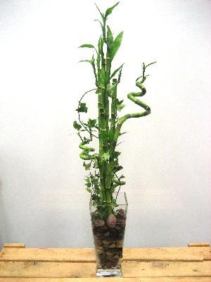 Lucky Bamboo sans melegi �i�egi  Ankara 14 �ubat cicek , cicekci 