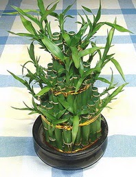 Lucky Bamboo sans melegi �i�egi  Ankara 14 �ubat �i�ek�iler 