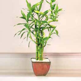 Lucky Bamboo sans melegi �i�egi  Ankara 14 �ubat �i�ek online �i�ek sipari�i 