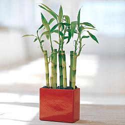 Lucky Bamboo sans melegi �i�egi  Ankara 14 �ubat yurti�i ve yurtd��� �i�ek sipari�i 