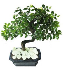 9 yasinda Bonsai agaci  Ankara 14 �ubat yurti�i ve yurtd��� �i�ek sipari�i 
