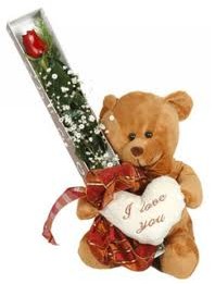 15 cm ayicik ve tek kutu g�l  Ankara 14 �ubat uluslararas� �i�ek g�nderme 