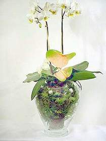  Ankara 14 ubat sevgililer gn iek sat  Cam yada mika vazoda zel orkideler