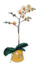  Ankara 14 ubat online iek gnderme sipari  Phalaenopsis Orkide ithal kalite