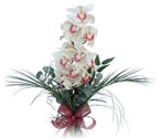 Ankara 14 ubat iek siparii sitesi  Dal orkide ithal iyi kalite