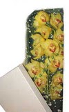  Ankara 14 �ubat �i�ek g�nderme  Kutu i�erisine dal cymbidium orkide
