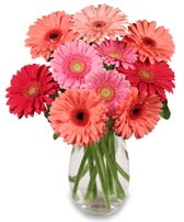 vazo i�erisinde 13 adet gerbera �i�e�i  Ankara 14 �ubat �i�ek sipari�i sitesi 