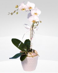 1 dall orkide saks iei  Ankara 14 ubat online ieki , iek siparii 
