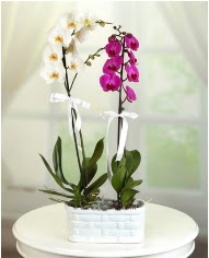 1 dal beyaz 1 dal mor yerli orkide saksda  Ankara 14 ubat iek servisi , ieki adresleri 