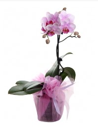 1 dal pembe orkide saks� �i�e�i  Ankara 14 �ubat kaliteli taze ve ucuz �i�ekler 