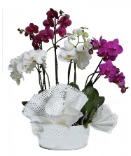 4 dal mor orkide 2 dal beyaz orkide  Ankara 14 ubat anneler gn iek yolla 