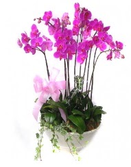 9 dal orkide saks iei  Ankara 14 ubat gvenli kaliteli hzl iek 