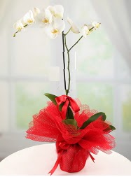 1 dal beyaz orkide saks iei  Ankara 14 ubat yurtii ve yurtd iek siparii 