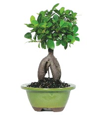 Bonsai saks� �i�e�i  Ankara 14 �ubat �i�ek sipari�i sitesi 