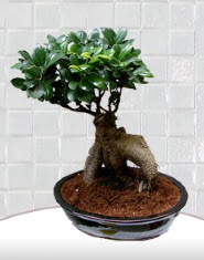 saks iei japon aac bonsai  Ankara 14 ubat kaliteli taze ve ucuz iekler 