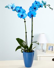 Esiz bir hediye 2 dall mavi orkide  Ankara 14 ubat cicekciler , cicek siparisi 