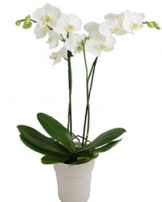 2 dall beyaz orkide  Ankara 14 ubat uluslararas iek gnderme 