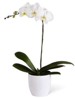 1 dall beyaz orkide  Ankara 14 ubat 14 ubat sevgililer gn iek 