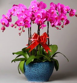 7 dall mor orkide  Ankara 14 ubat iek online iek siparii 