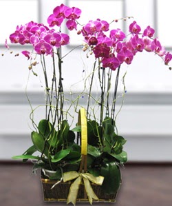 4 dall� mor orkide  Ankara 14 �ubat g�venli kaliteli h�zl� �i�ek 