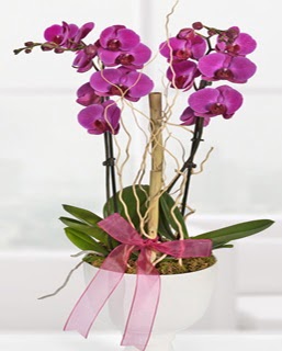 2 dall nmor orkide  Ankara 14 ubat anneler gn iek yolla 