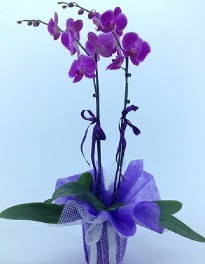 2 dall mor orkide  Ankara 14 ubat kaliteli taze ve ucuz iekler 