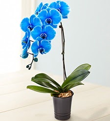 1 dall sper esiz mavi orkide  Ankara 14 ubat iek maazas , ieki adresleri 