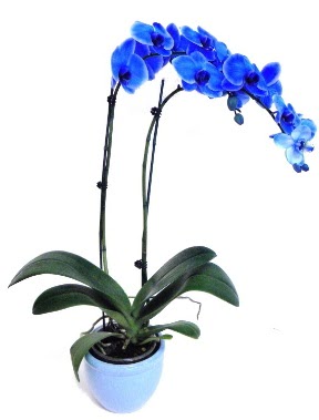 Seramikli 2 dall sper esiz mavi orkide  Ankara 14 ubat iek servisi , ieki adresleri 