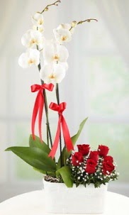 2 dall beyaz orkide ve 7 krmz gl  Ankara 14 ubat sevgilime hediye iek yolla 