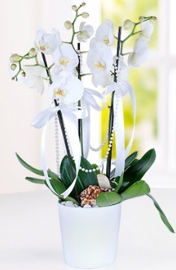 3 dall beyaz orkide  Ankara 14 ubat iek yolla ieki  