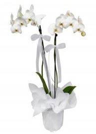 2 dall beyaz orkide  Ankara 14 ubat gvenli kaliteli hzl iek 