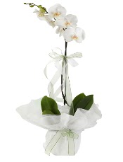 1 dal beyaz orkide iei  Ankara 14 ubat iek siparii vermek 