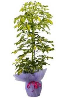 Schefflera Tekli �� mnekan saks� �i�e�i  Ankara 14 �ubat �i�ek�i ma�azas� 