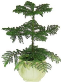 Araucaria Heterophylla i� mekan saks�  Ankara 14 �ubat �i�ek ma�azas� , �i�ek�i adresleri 