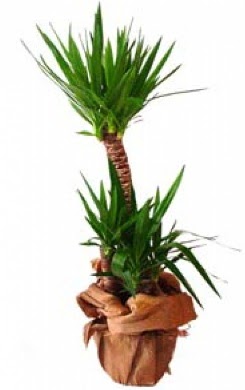 2 li yucca saks� �i�e�i  Ankara 14 �ubat �i�ek ma�azas� , �i�ek�i adresleri 