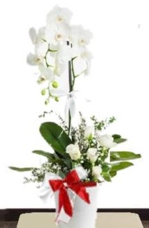 Tek dall beyaz orkide 5 beyaz gl  Ankara 14 ubat iek siparii sitesi 