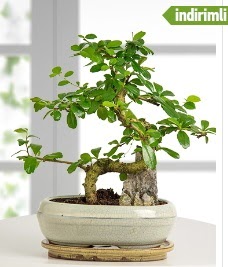 S eklinde ithal gerek bonsai japon aac  Ankara 14 ubat internetten iek sat 