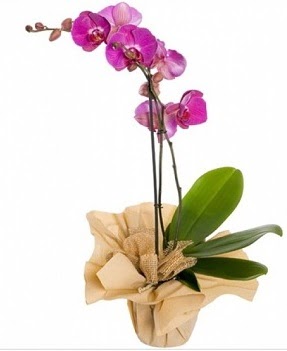 Tek dal mor orkide  Ankara 14 ubat iek gnderme sitemiz gvenlidir 