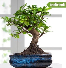 Bonsai japon a�ac�  Ankara 14 �ubat sevgililer g�n� �i�ek sat��� 