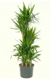 7 li yucca saks� bitkisi  Ankara 14 �ubat �i�ek servisi , �i�ek�i adresleri 