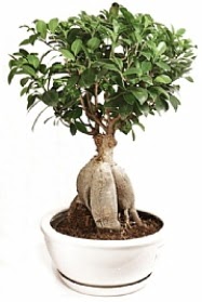 Bonsai japon a�ac� yaprak d�kmeyen  Ankara 14 �ubat �i�ek yolla �i�ek�i 