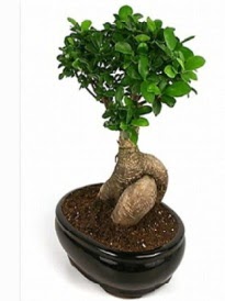 Bonsai saks� bitkisi japon a�ac�  Ankara 14 �ubat �i�ek sipari�i sitesi 